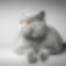Descrizione form Gatto