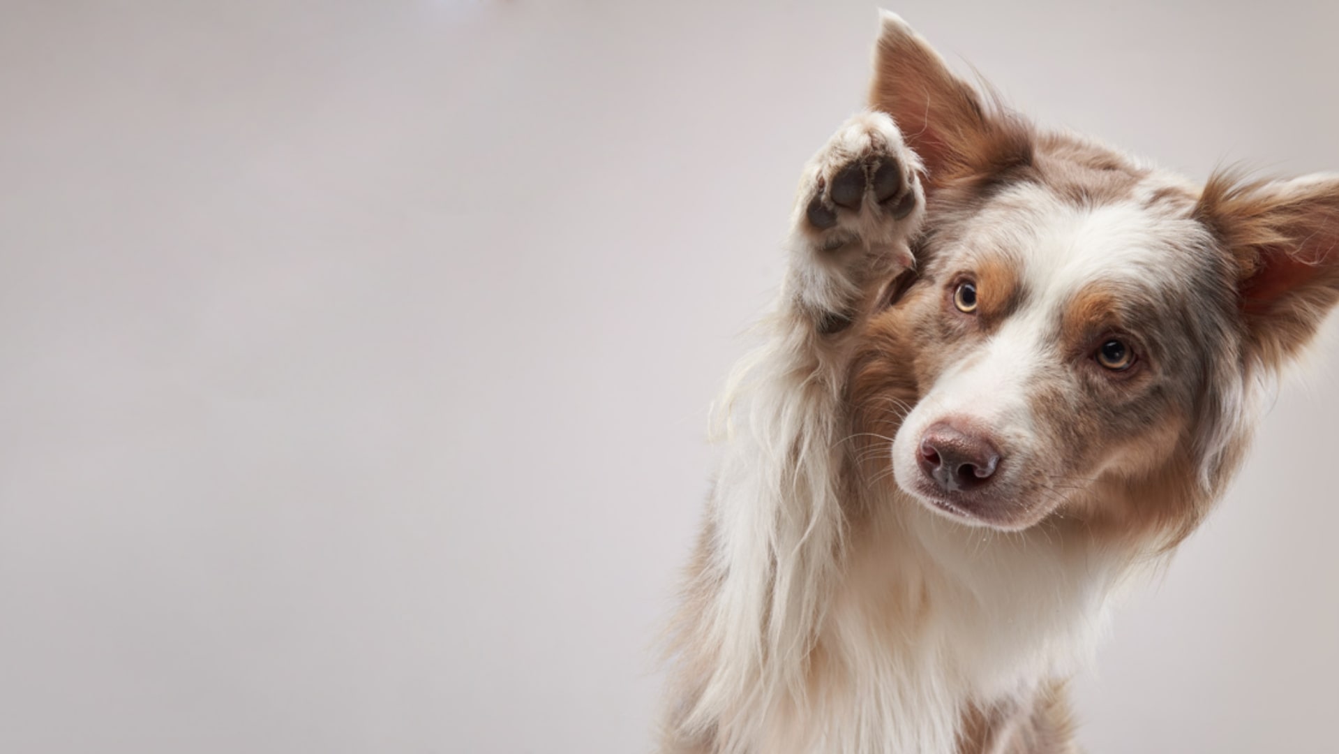 Crea la dieta personalizzata ideale per il  tuo PET!